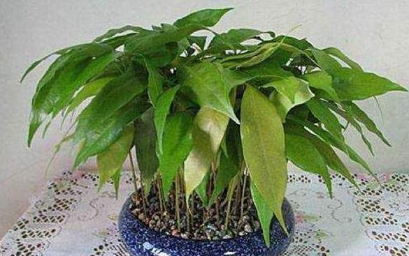 姘存灉鏋滄牳涓嶈鎵旂泦鏍界璧锋潵,涓夌姘存灉绫戒笉鑳芥斁鐩嗛噷