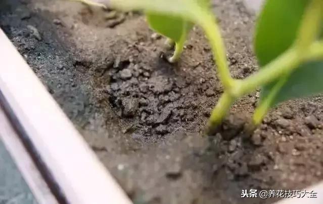 浇水把花给淹死了,挽救浇水太多植物
