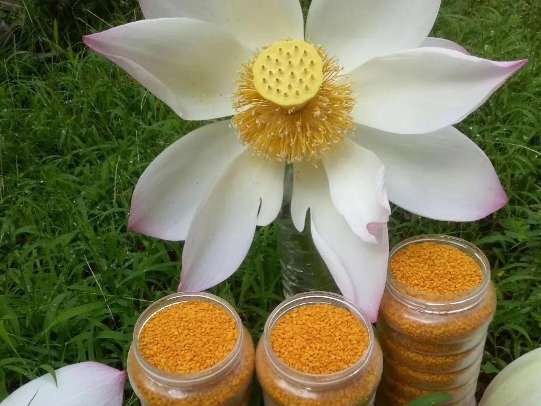 好物我欲,天成美丽,上等花粉,等你来取