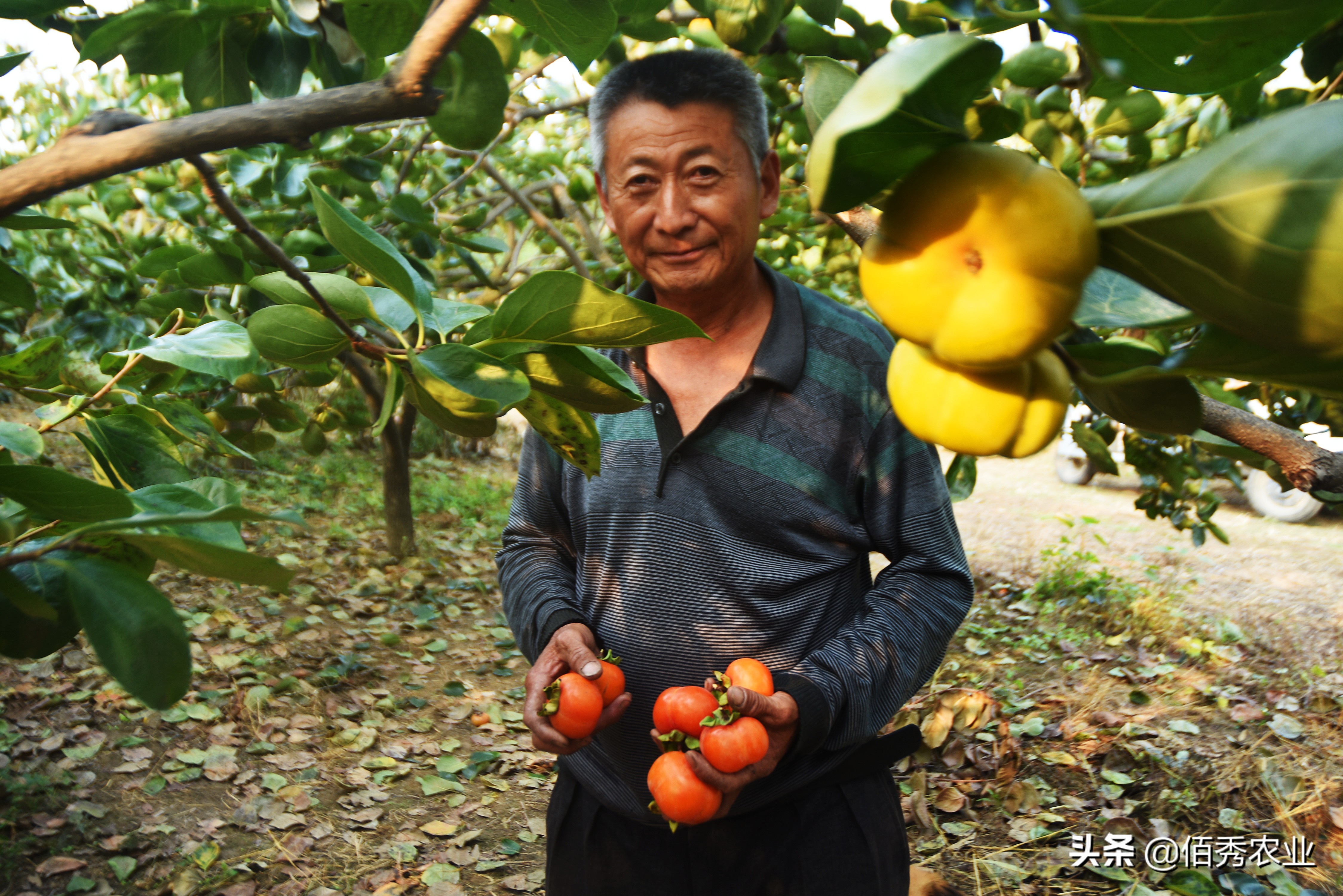 柿子树上有白点，按压有“血液”，喷农药效果差，有防治妙招吗？