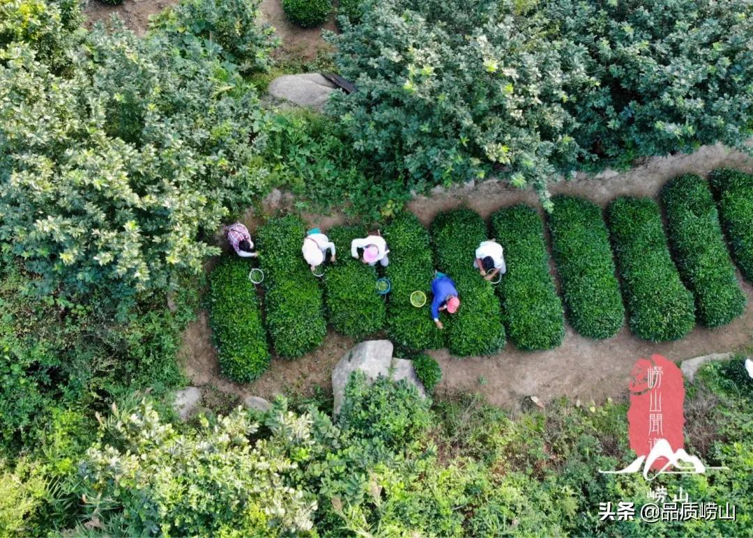 崂山茶特色,简单也许是最好的