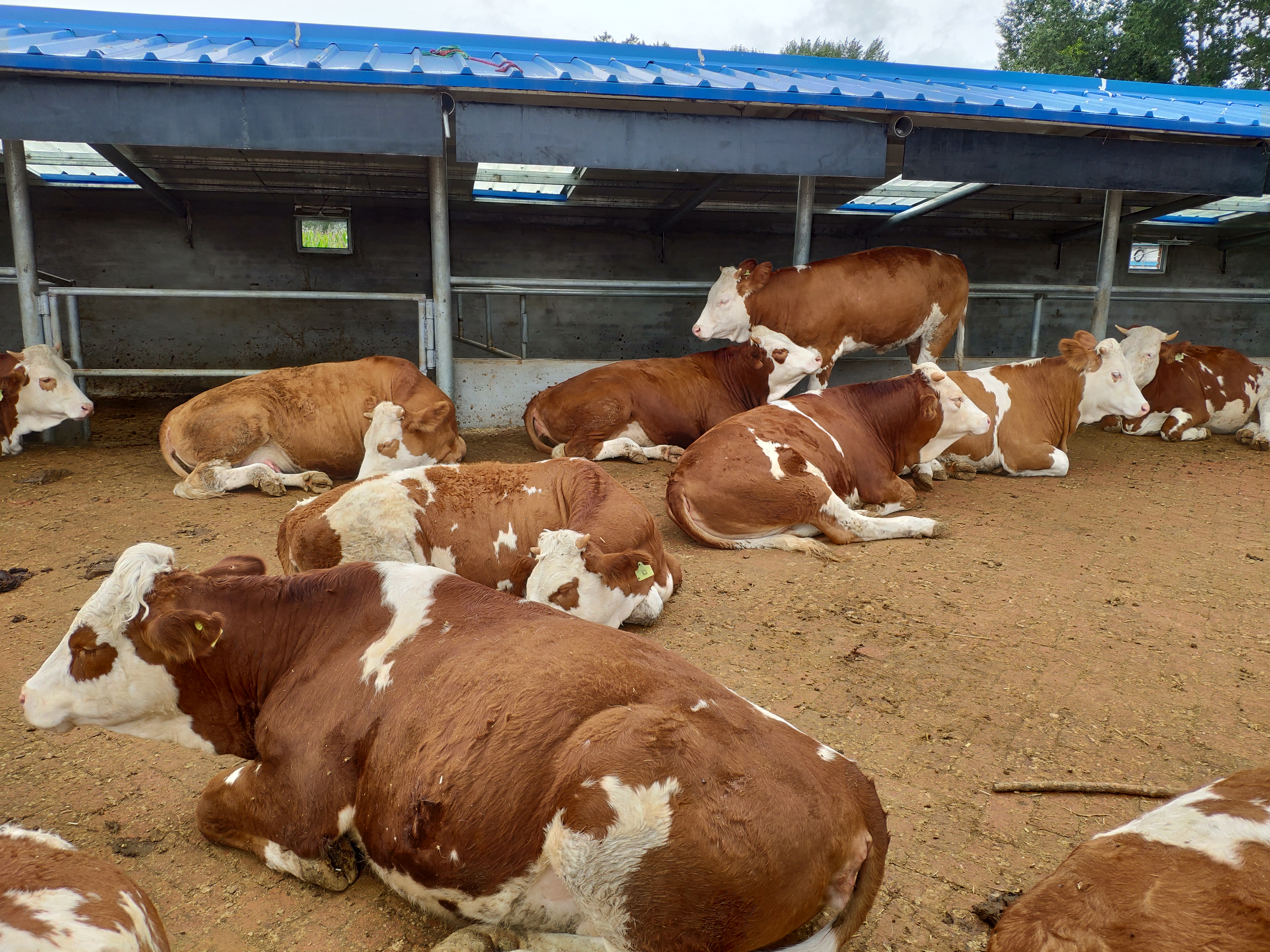 东哥养牛视频,东哥养肉牛