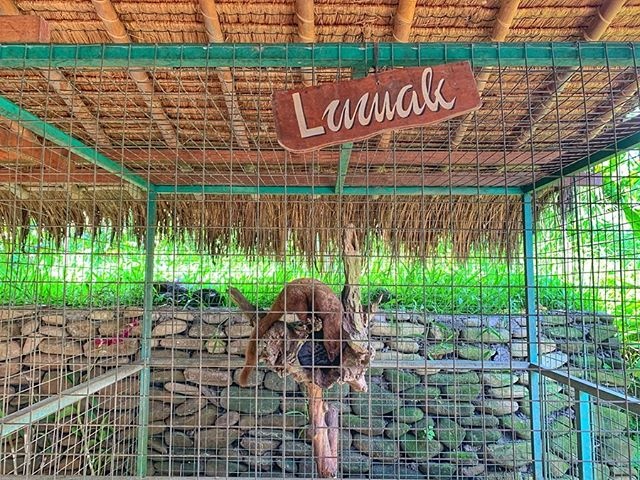 猫屎咖啡为什么这么受欢迎,猫屎咖啡为什么便宜