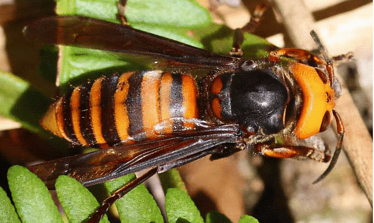 罕见!四川一男子收获2.4米196斤红娘大黑蜂蜂窝,它究竟有多毒?