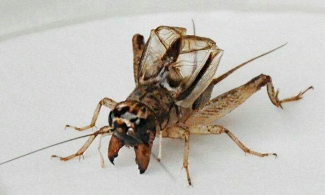 童年记忆里的小虫子,儿时的记忆夏天的风