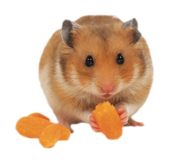 灭鼠家里面的老鼠的最好方法,家庭防鼠灭鼠秘笈