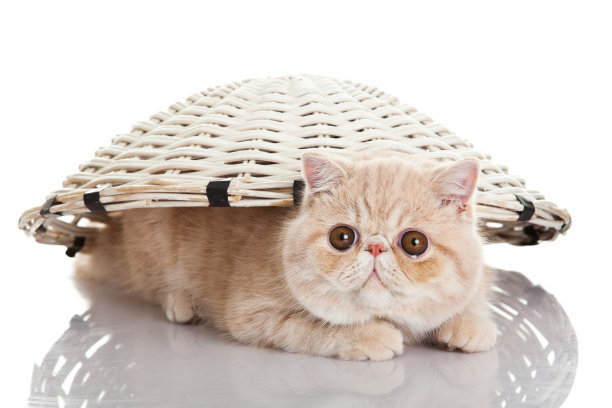 异国短毛猫日常护理知识有哪些,英国短毛猫有哪些常见病