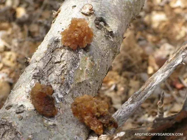 精油小知识罗马洋甘菊,精油小知识大全