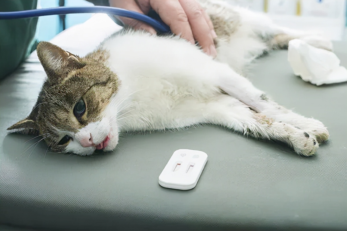 2分钟,夺走小猫咪的命