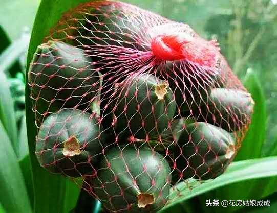 君子兰开花后怎么养才能再次开花,君子兰开花过后怎样才能继续开花