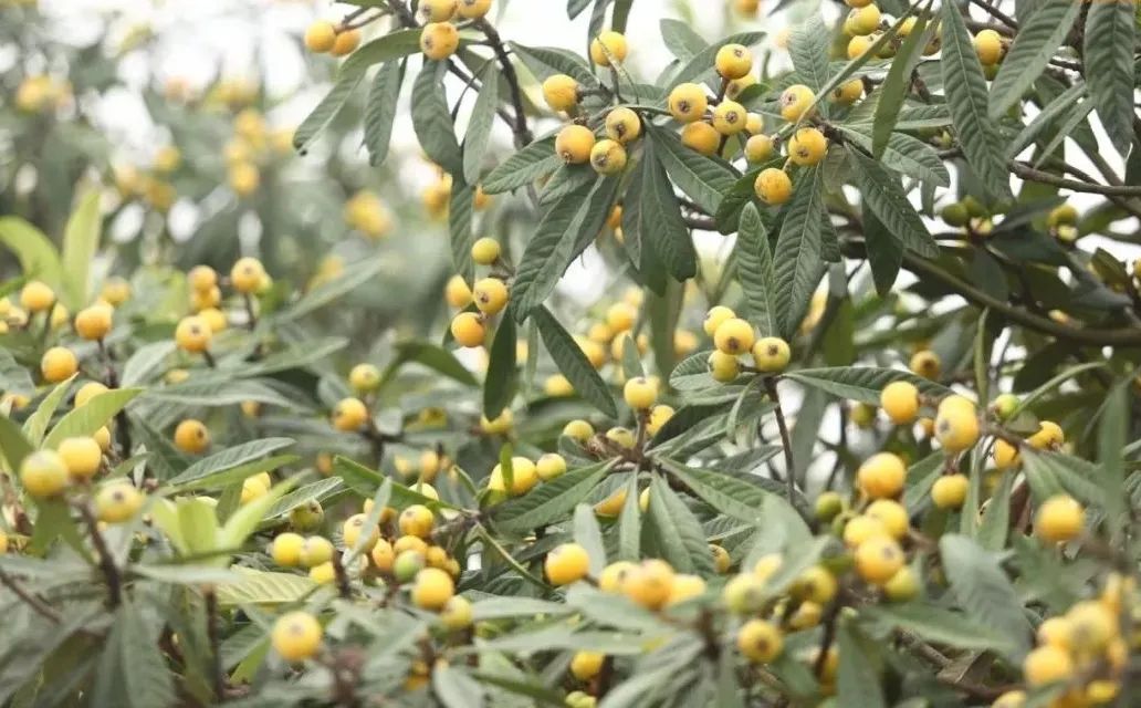 苏州西山十大知名农家乐有哪些,带你走一走苏州的太湖边农家乐