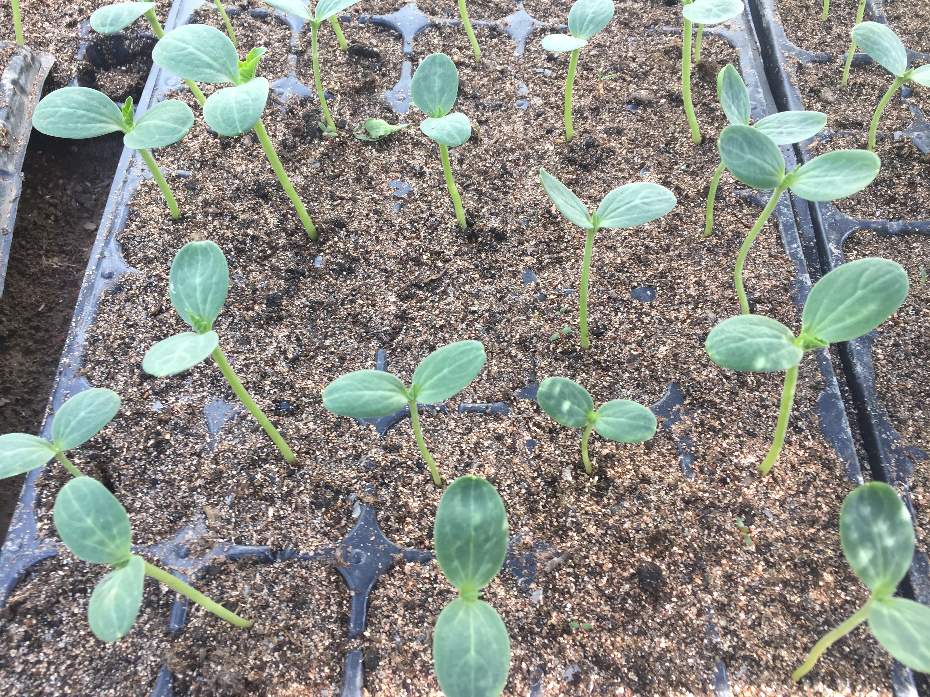 新出的蔬菜芽苗徒长怎么办,蔬菜苗如何避免沤根