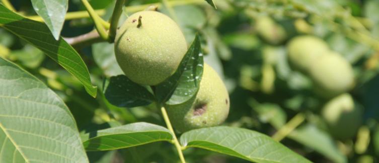 种植5亩核桃一年能赚多少钱,种植核桃经济价值
