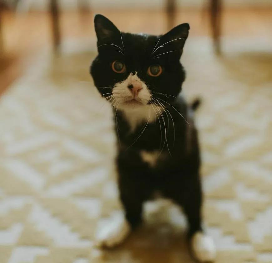 无法领养残疾猫,有些流浪猫不适合领养