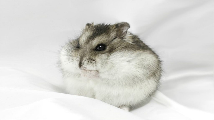 金丝熊仓鼠两只一起养怎么养,分享日常养宠经验之仓鼠