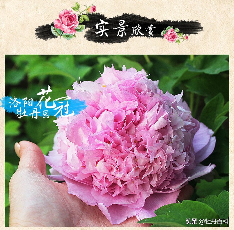 紫蓝魁和魏紫的区别,牡丹紫蓝魁和紫罗兰一样吗