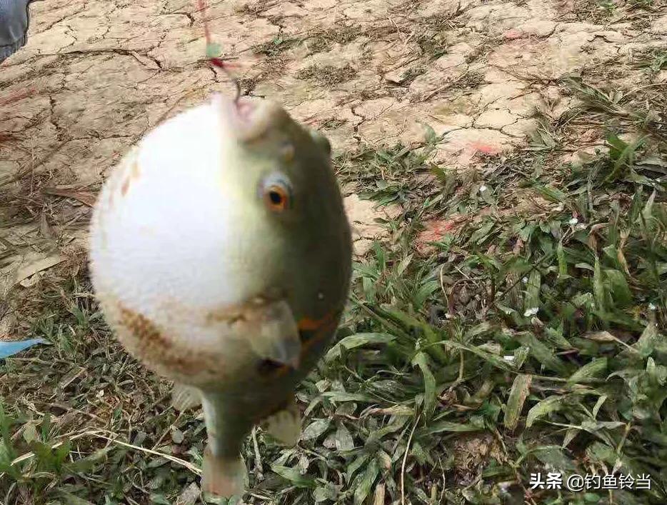 经常钓到的白色“气球”，美味佳肴需谨慎食用，浅谈如何垂钓河鲀