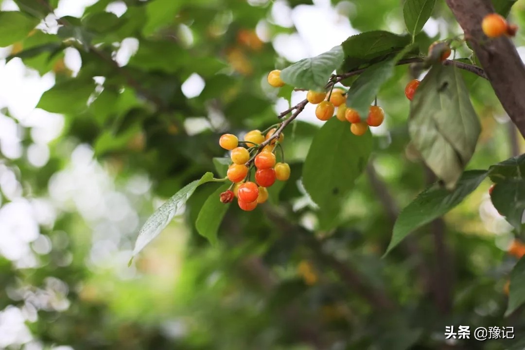 蒙古包烤全羊郑州,北京吃烤全羊的蒙古包