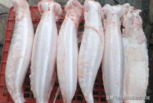 鱼胶是怎么形成的,如何泡鱼胶最好方法