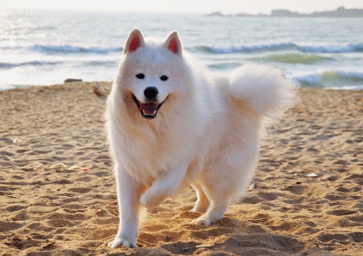 萨摩耶一天吃多少,萨摩耶一天吃多少肉最合适