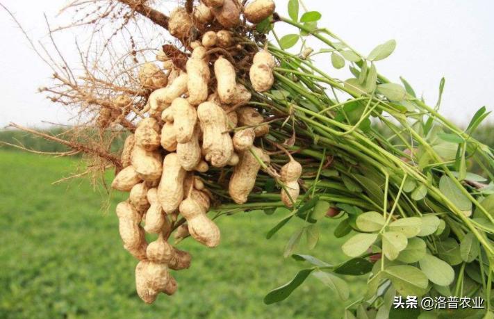 种植花生的技术和注意事项,付老师花生种植技术视频