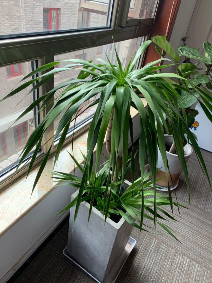 祥龙镇宅,3种开运花旺财又旺家