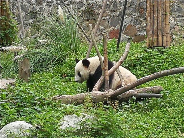 拼车去*藏西**，看功夫熊猫都江堰，导游带进购物店，让躺在床上体验
