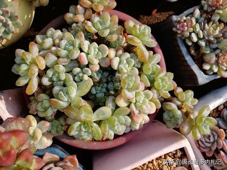 多肉可以淋雨吗冬天,多肉冬天可以淋雨吗