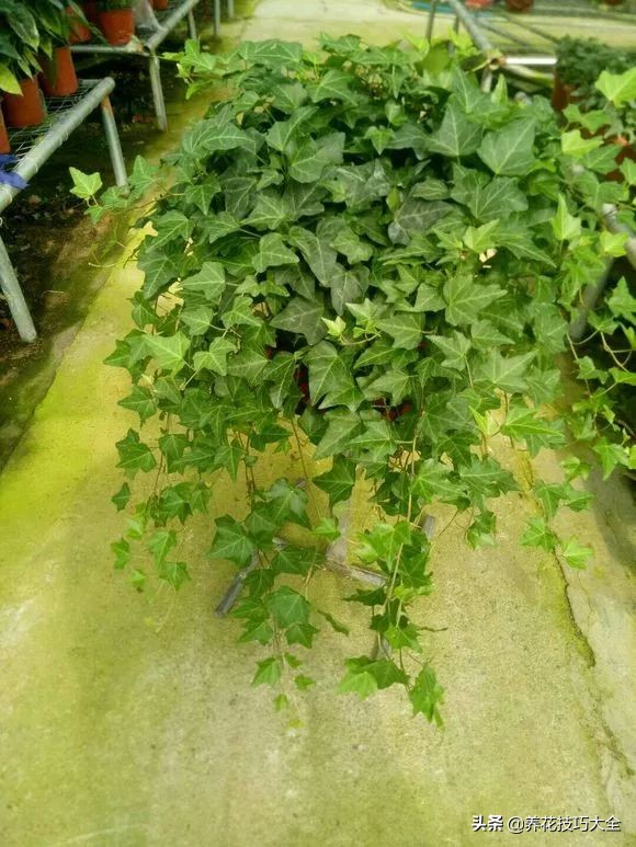 爬墙花卉哪些最好养一年四季,爬墙最好养的十种花