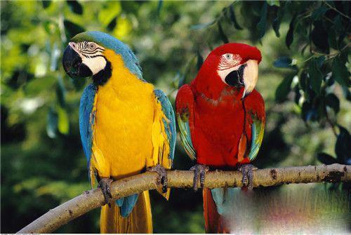 金刚鹦鹉和葵花鹦鹉智商,葵花鹦鹉和灰机鹦鹉哪个聪明