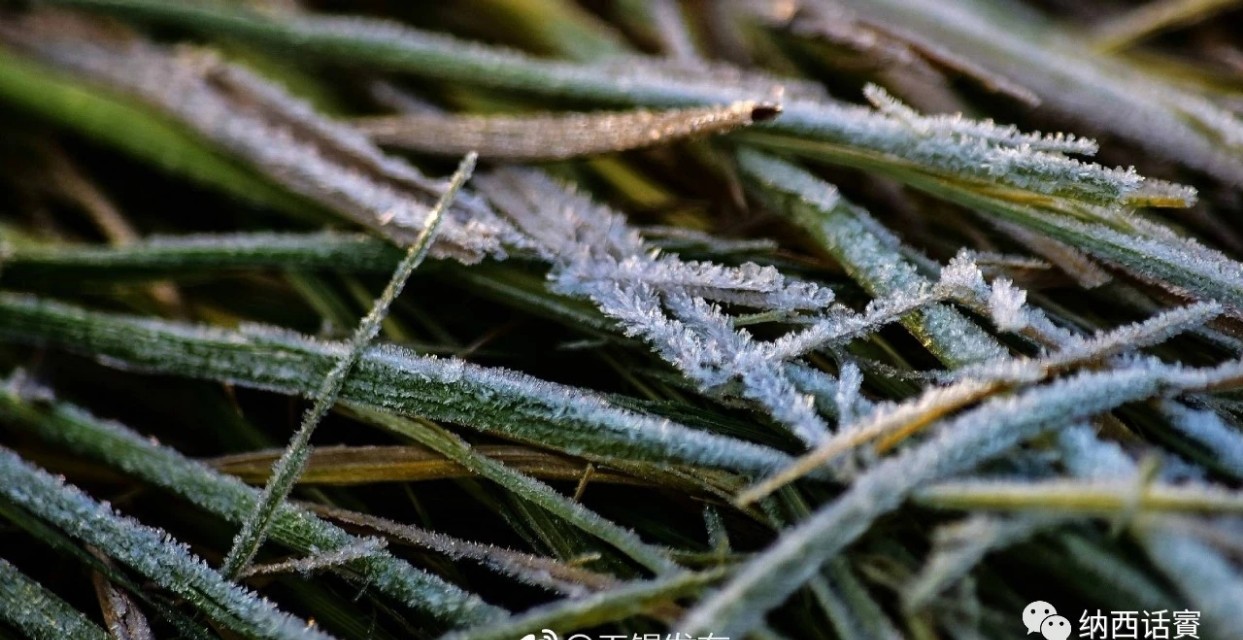 杨杰宏:霜降了,别着凉