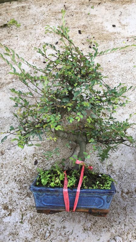 新手也能学会的修剪盆景技巧,枸杞盆景修剪技巧图解