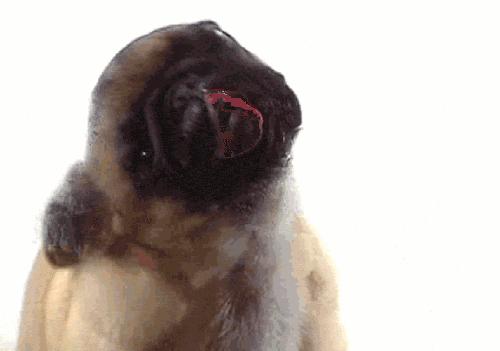 狗子偷偷亲我的第N次,难道不是真爱吗?