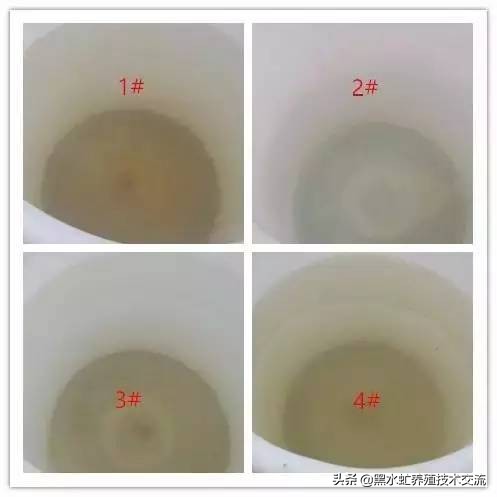 茶话清谈,5句话教你轻松养好虾