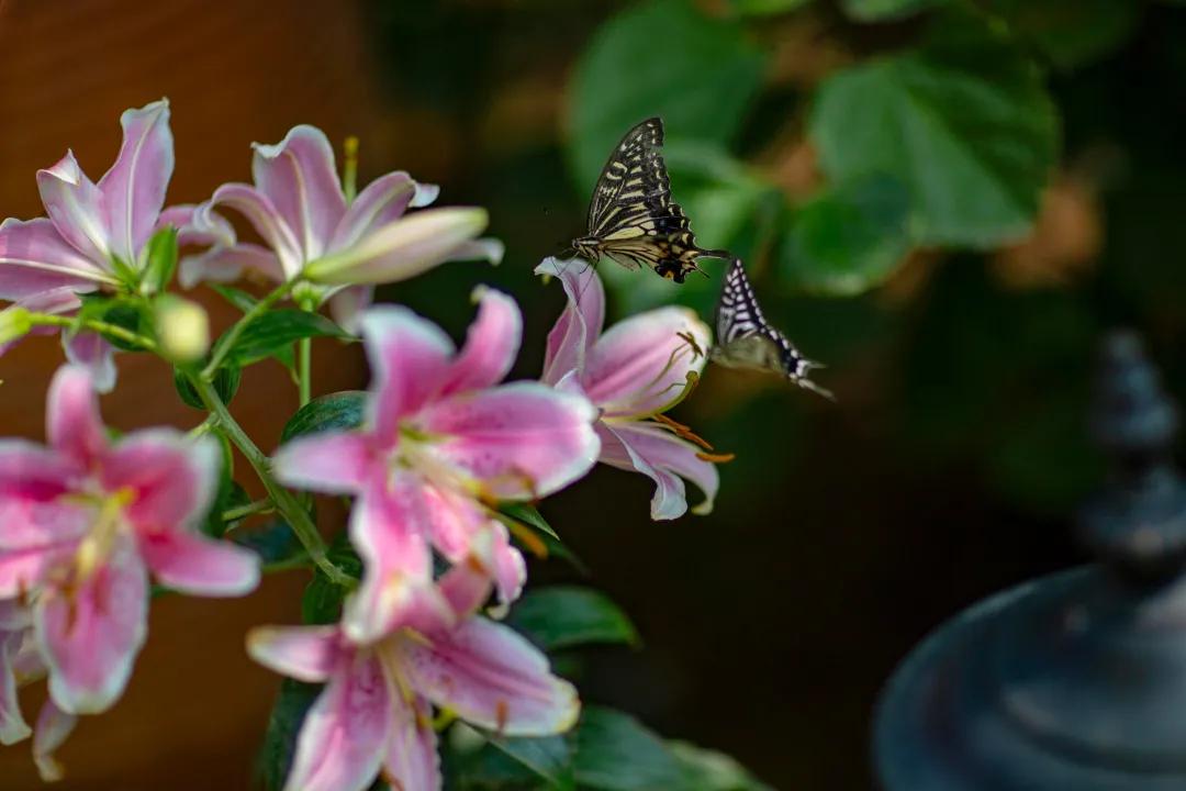 北方一年四季都开花的花园,东北花园四季开花植物