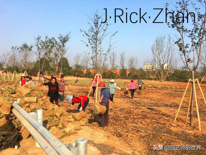 怎样种植草坪技术,果岭草坪的种植养护方法及技巧