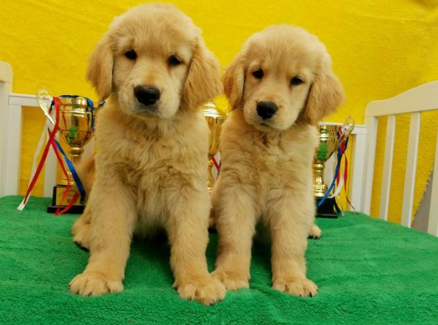 金毛每个阶段的喂食量是多少,金毛各个阶段狗粮吃多少