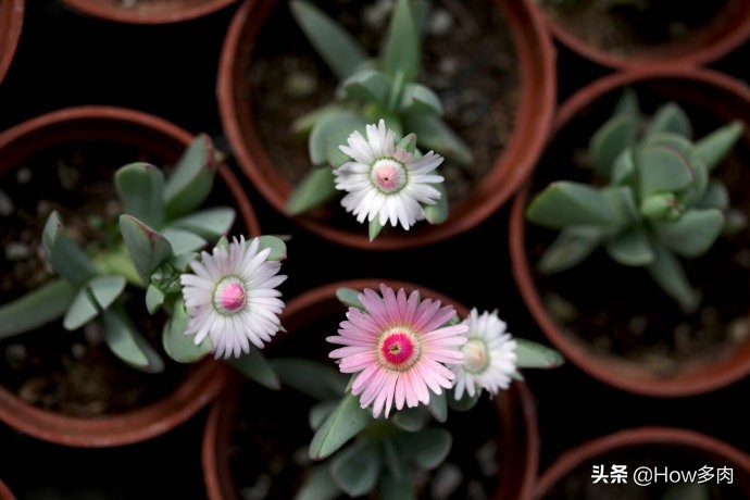 肉肉植物鹿角海棠,植物鹿角多肉