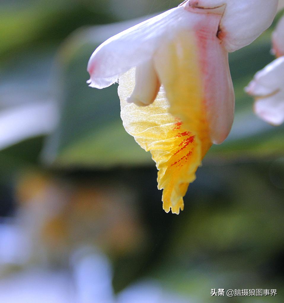 佳能18-55mm镜头，能拍出浅景深的花卉照片吗？如何拍摄？