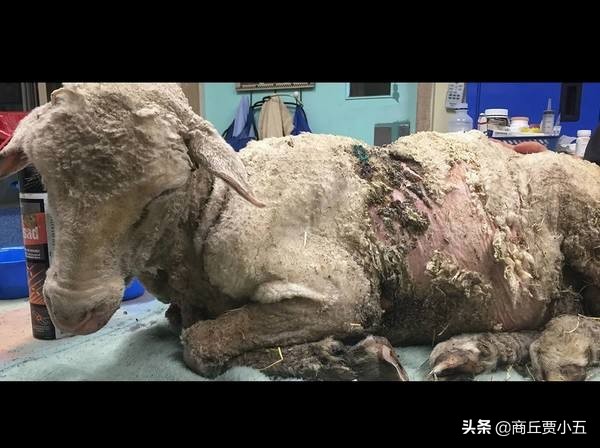 羊寄生虫预防措施,羊寄生虫怎么治