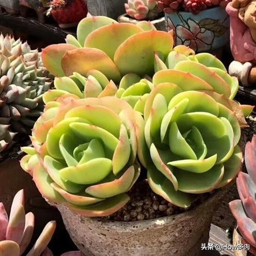 碧桃多肉老桩怎么养,碧桃多肉老桩怎么养护