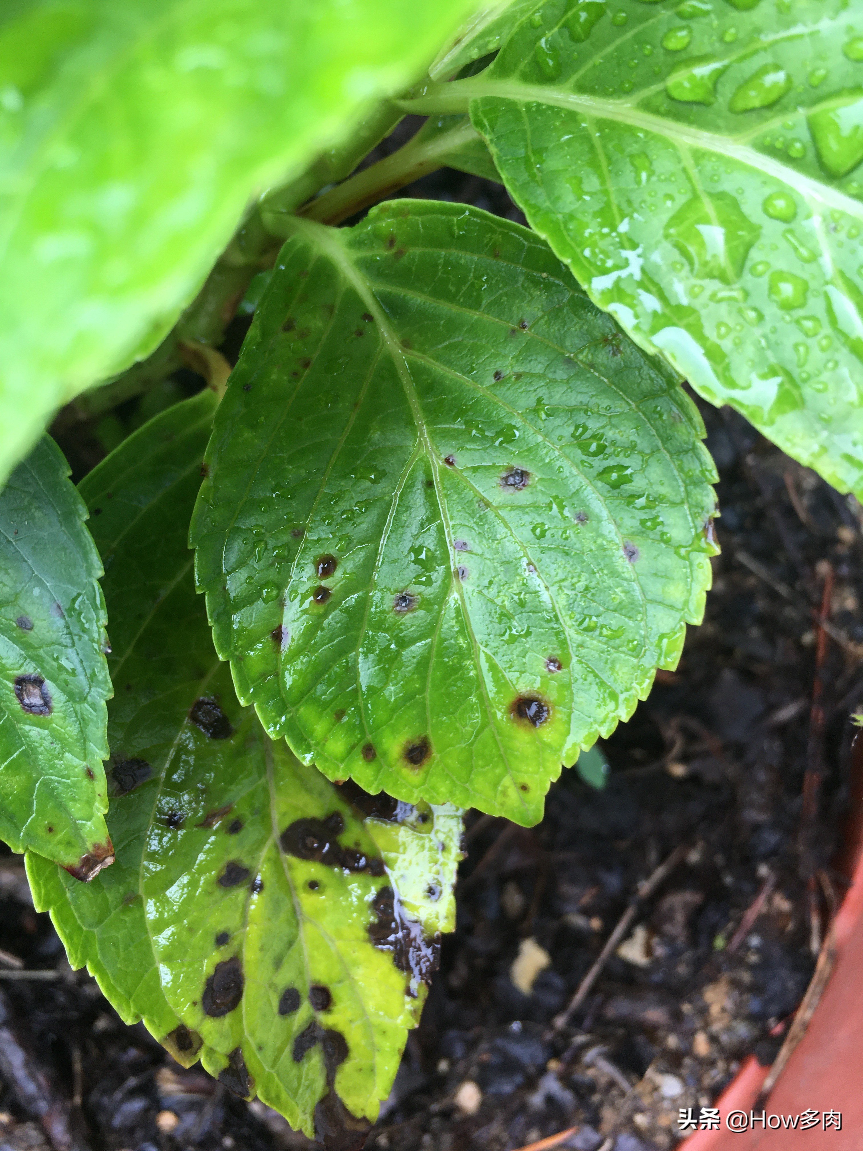 绣球花叶片有黑色斑点是怎么了,夏季绣球花叶脉明显发黄