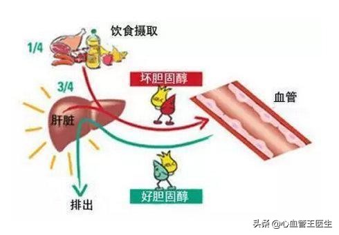 血脂稠吃什么食物能把血脂降下来,血脂高吃哪些食物能降血脂