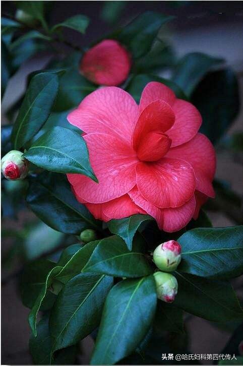 卵巢功能早衰怎么治疗和锻炼,卵巢早衰怎么保养才能恢复最快