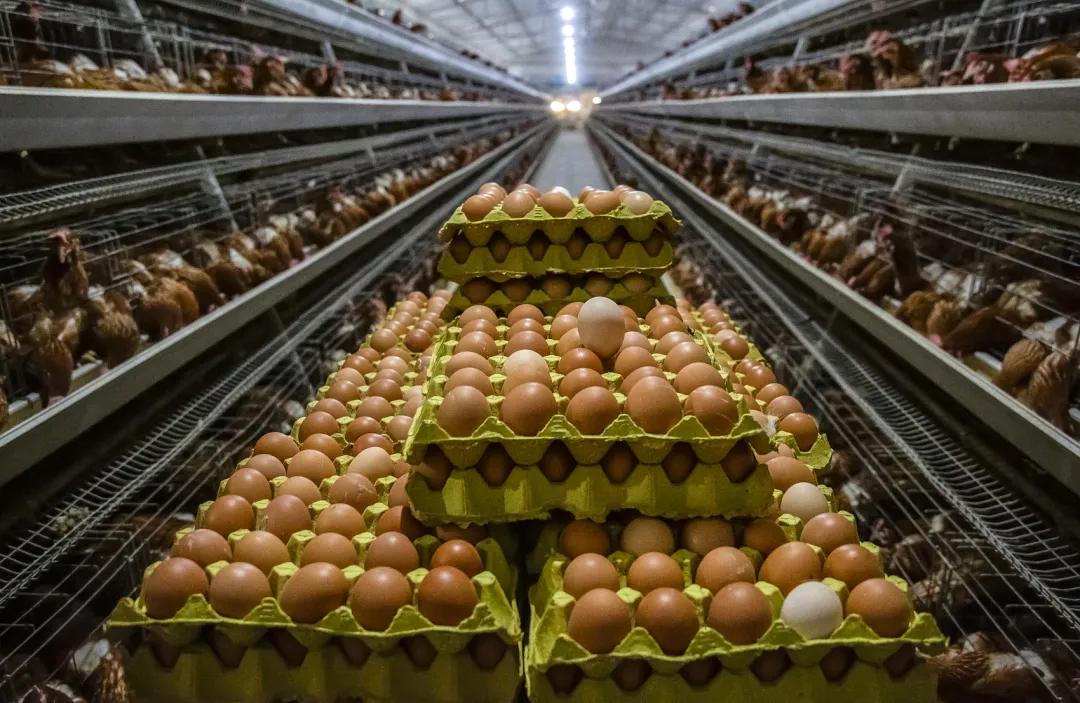 春节回家,我潜进了村里最活跃的组织