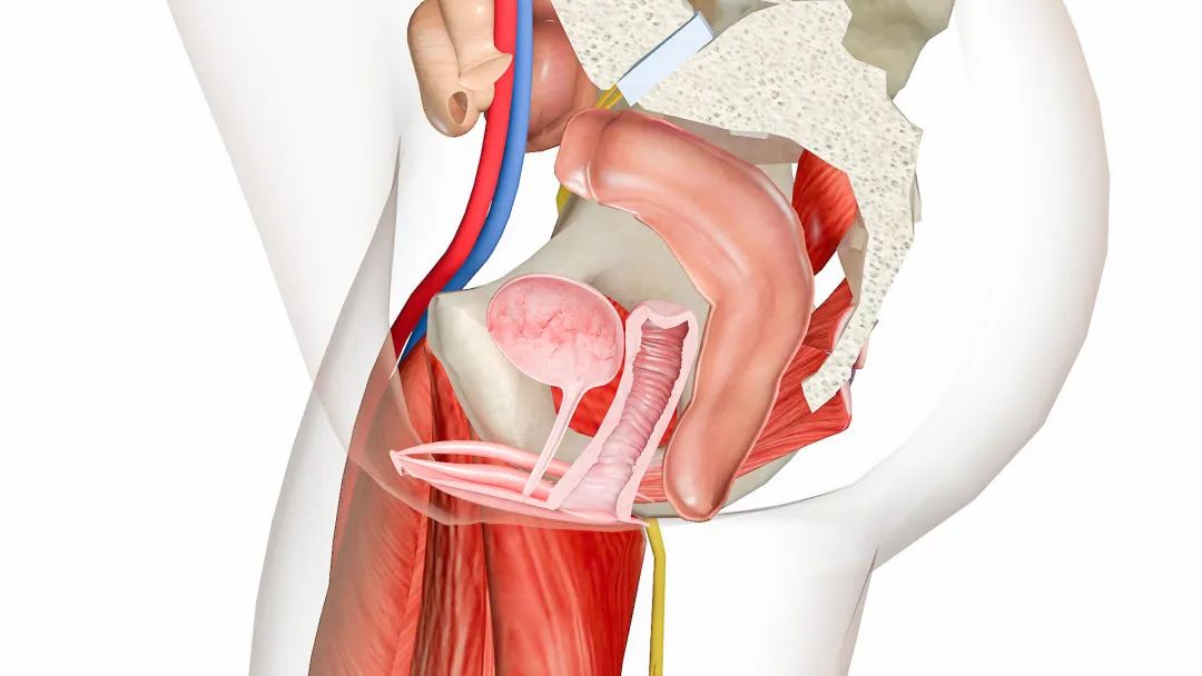 在家自己就能做的盆底肌修复方法,大家都在用什么办法调理身体