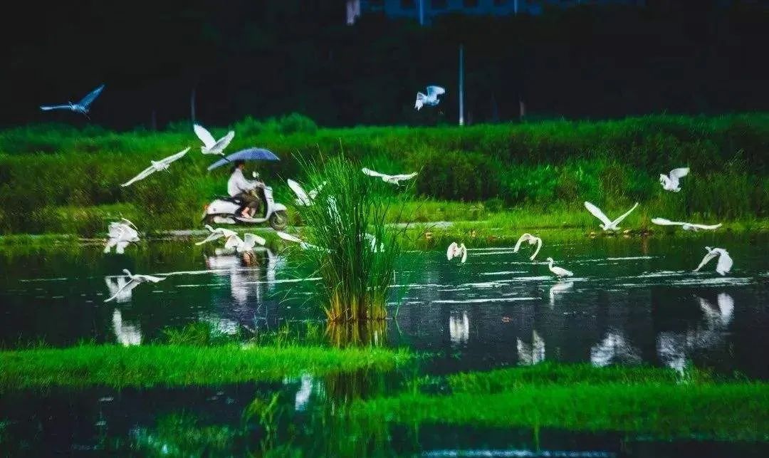 莼菜诗句,莼鲈诗词