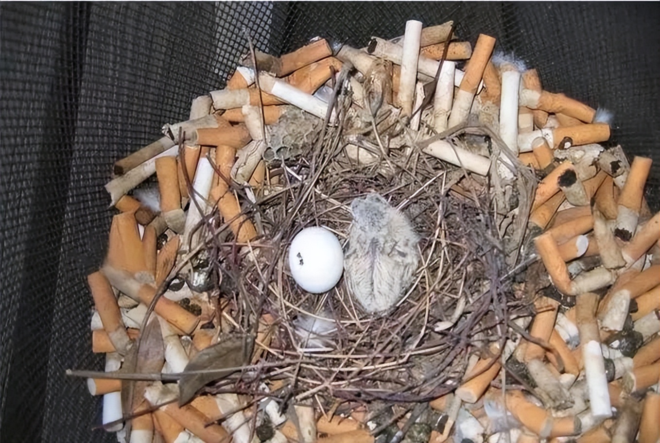 猩猩抽烟是什么行为,大猩猩有烟瘾