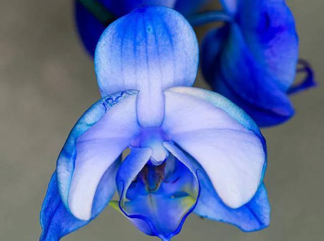 十种最有名的兰花图片,最美的100种兰花图片