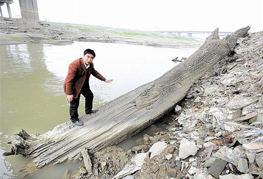 广东惠州乌木事件,四川发现巨型乌木最新消息